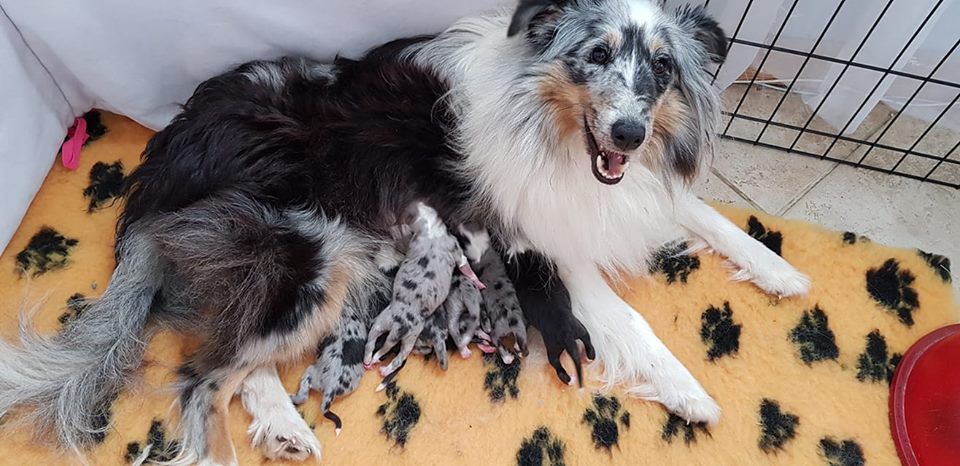 Des Gardiens D'Elendil - Shetland Sheepdog - Portée née le 15/09/2018